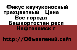 Фикус каучуконосный трехцветный › Цена ­ 500 - Все города  »    . Башкортостан респ.,Нефтекамск г.